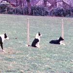 Whistling the Dog